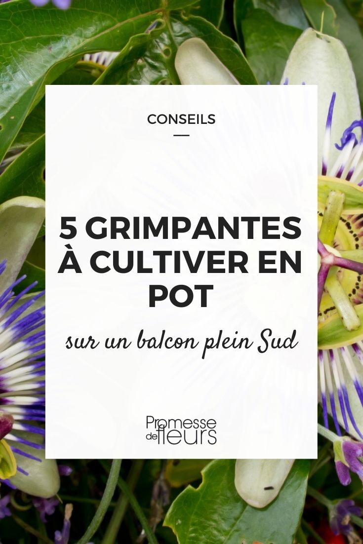 sélection de plantes grimpantes pour un balcon au sud