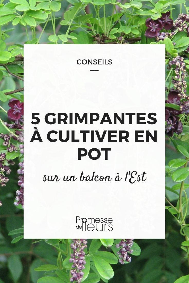 grimpantes pour balcon à l'est