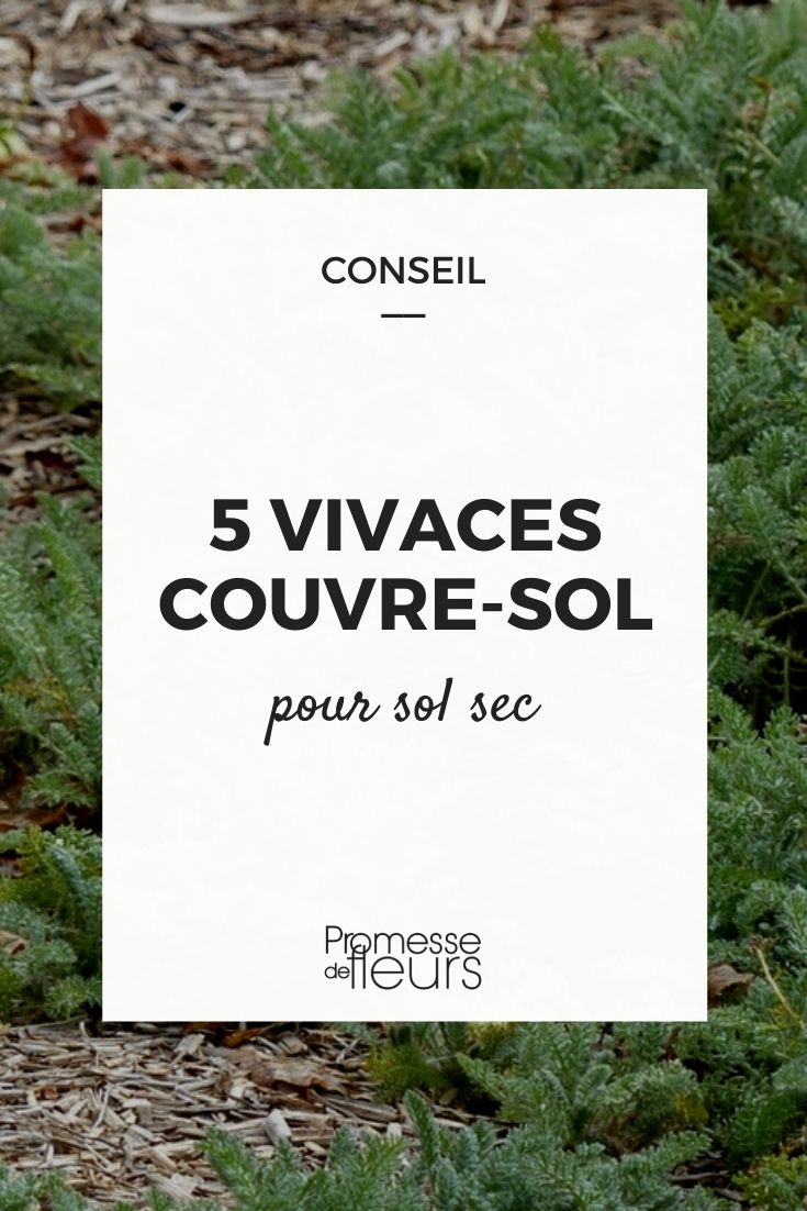 vivaces couvre-sol terre seche