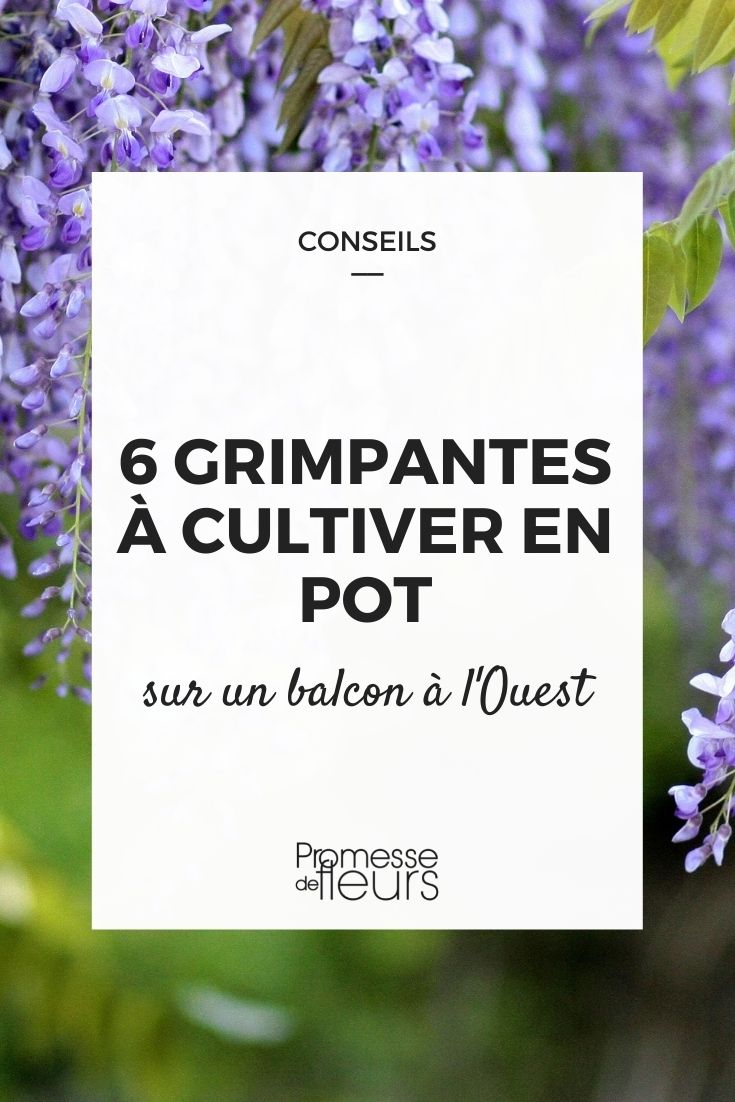 plantes grimpantes pour balcon ouest