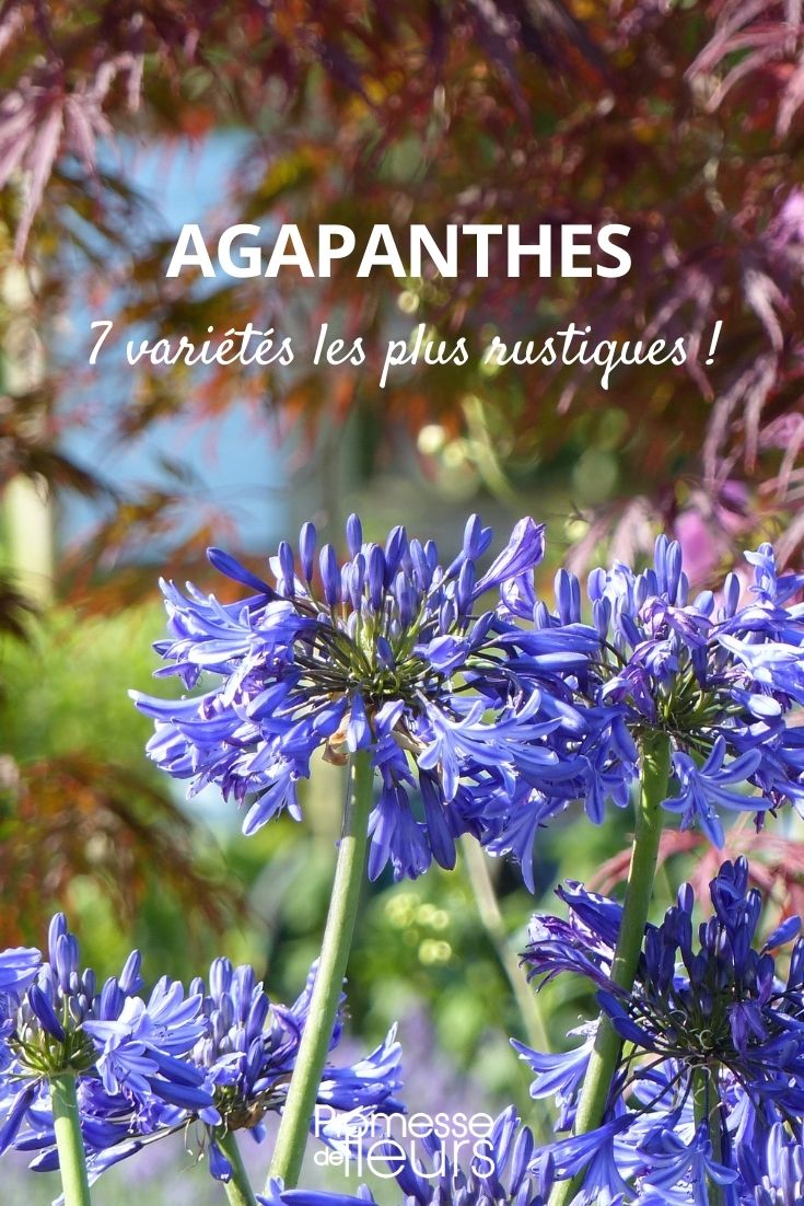 7 agapanthes rustiques