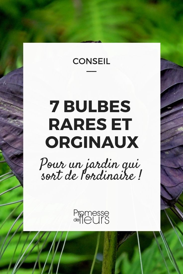 7 bulbes rares et originaux