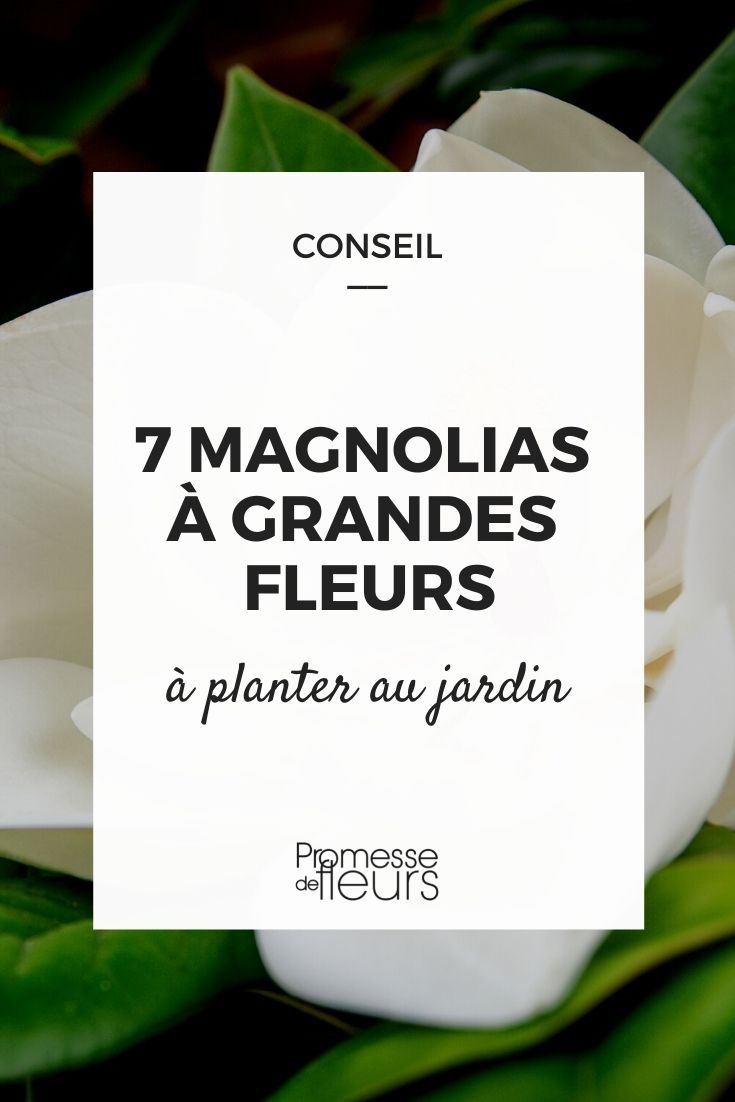 magnolias à grandes fleurs