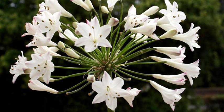 L'agapanthe rustique 'Glacier Stream'