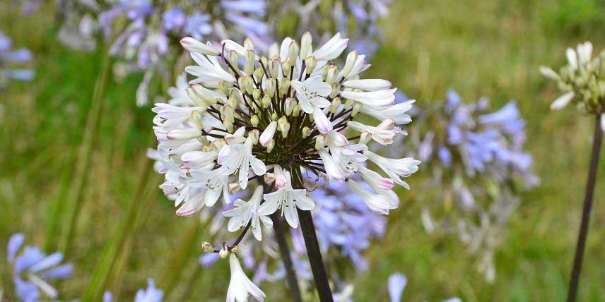 L'agapanthe 'Graphite White'