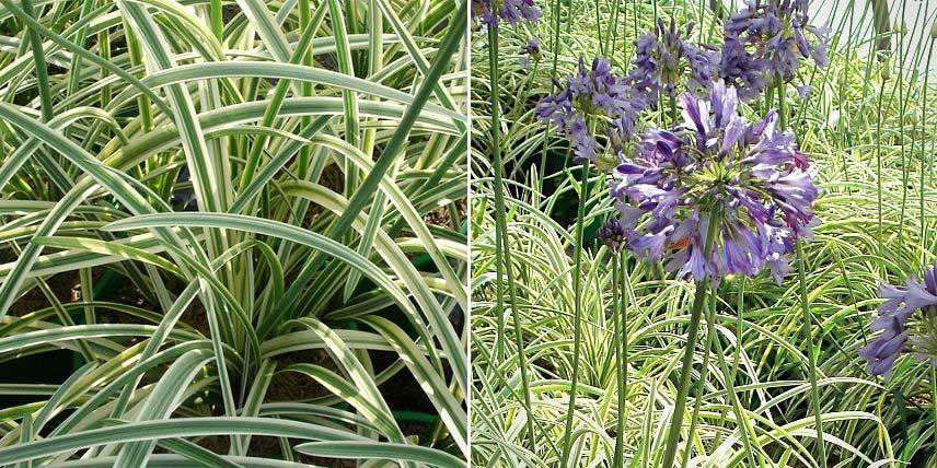 Les feuilles et fleurs de l'agapanthe 'Silver Moon'