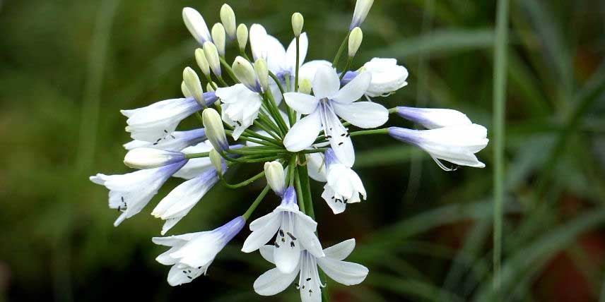 La floraison de l'agapanthe 'Twister'