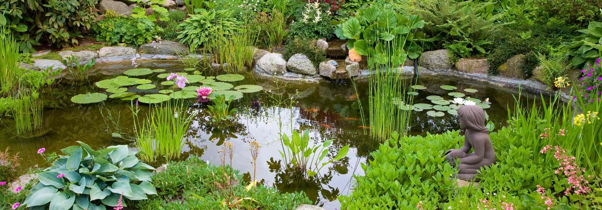 L'entretien du bassin de jardin