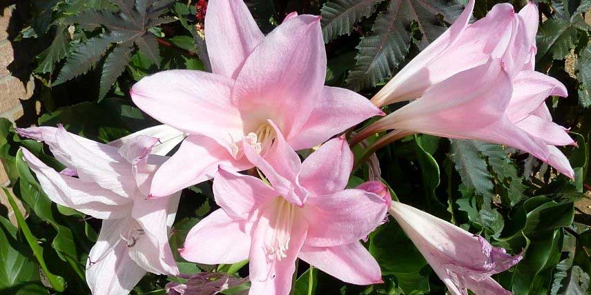 La floraison de l'Amarcrinum howardii, hybride entre Amaryllis et Crinum