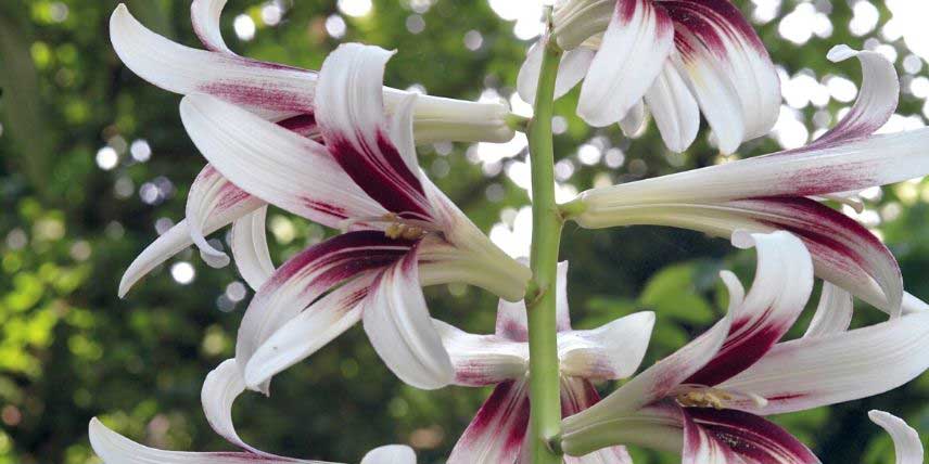 La floraison impressionnante du Cardiocrinum giganteum