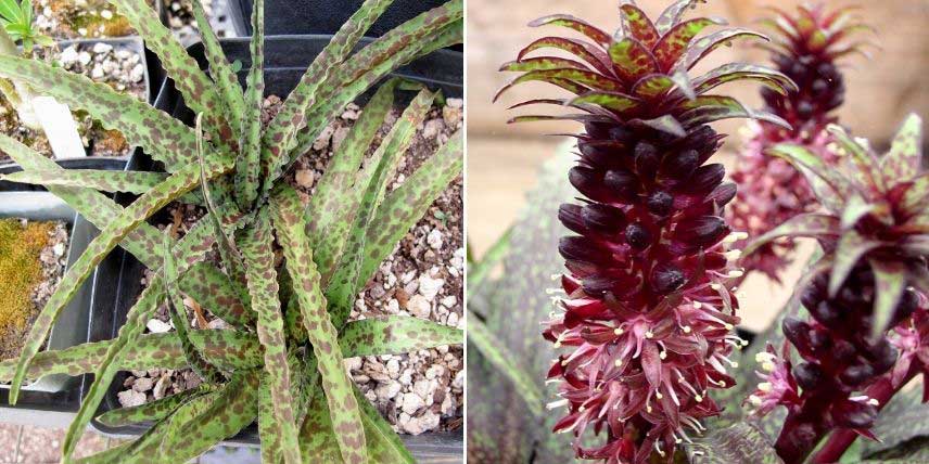 Le feuillage et la floraison de l'Eucomis vandermerwei