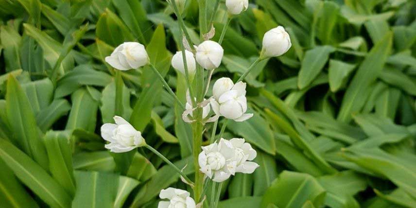 La floraison du Galtonia 'Moonbeam'