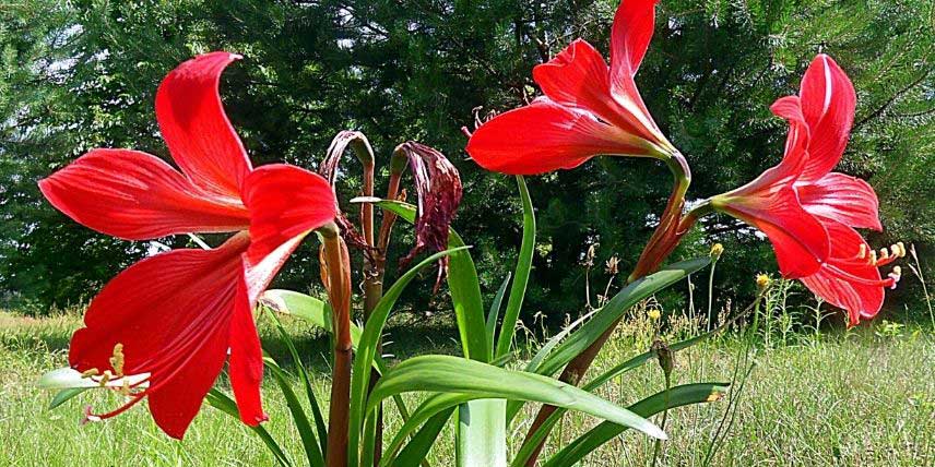 La floraison de l'Hippeastrelia 'Durga Pradhan'