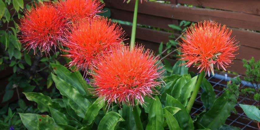 Les fleurs rouges du Scadoxus multiflorus, ou Haemanthus multiflorus