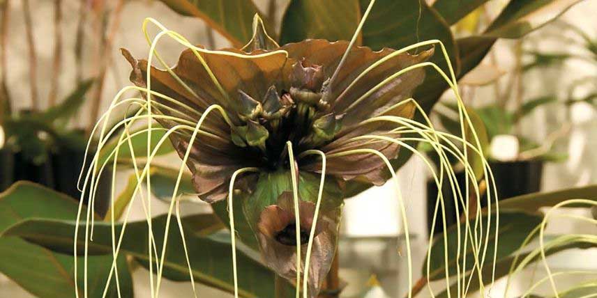 Fleur chauve-souris, Tacca chantrieri 'Green Isle'