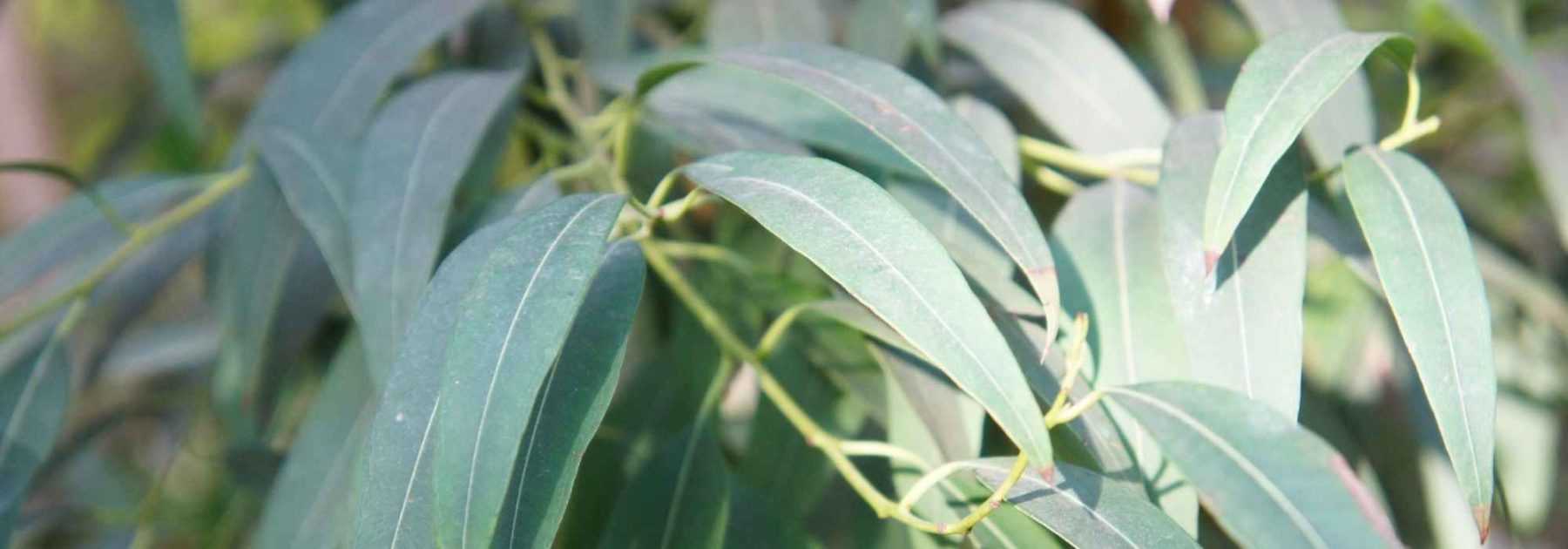 Choisir un eucalyptus