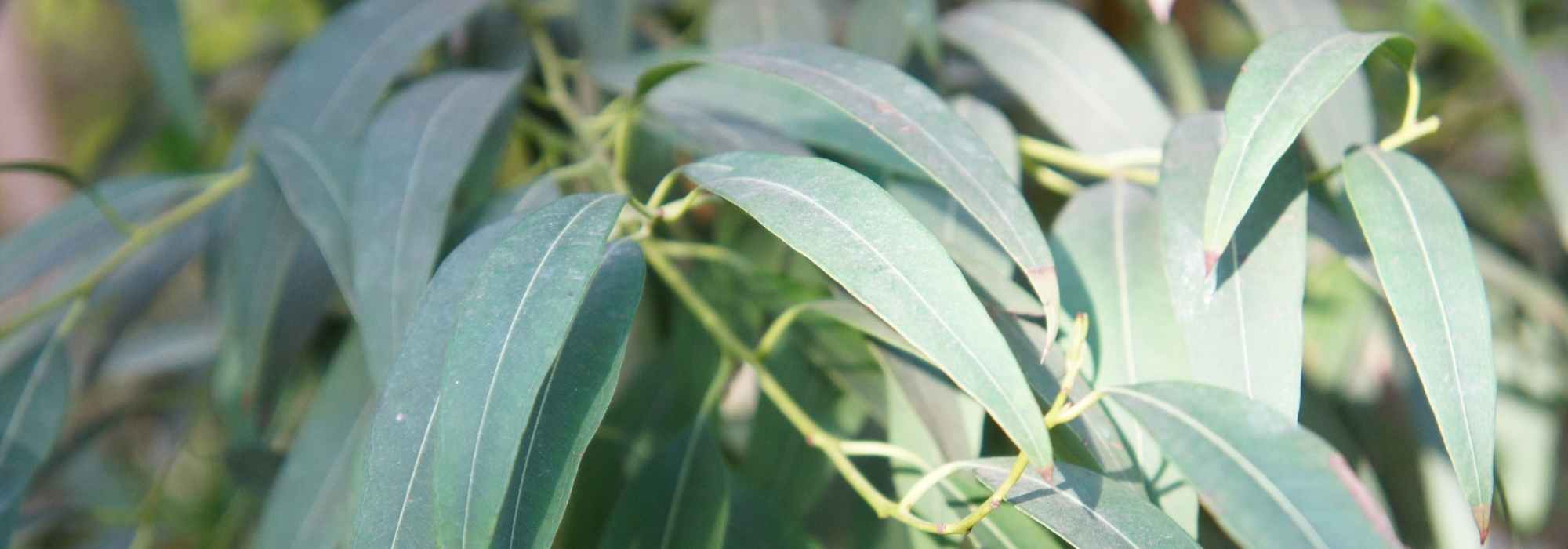 Choisir un eucalyptus