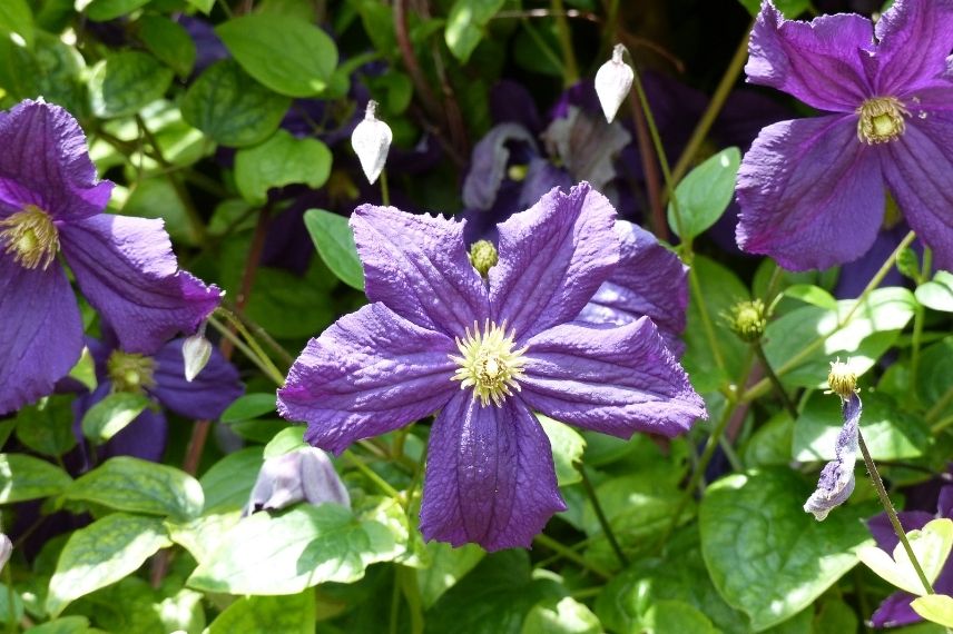 La Clématite viticella ‘Étoile Violette’ au violet soutenu avec des étamines crème à verdâtre.