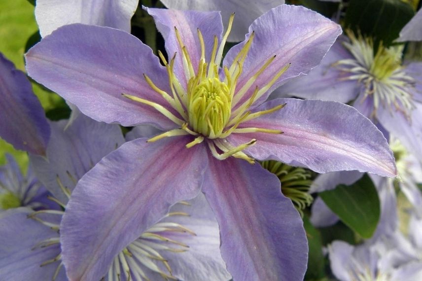 La Clématite viticella ‘Justa’ aux fleurs étoilées d’un bleu violet, avec ses étamines jaunes.
