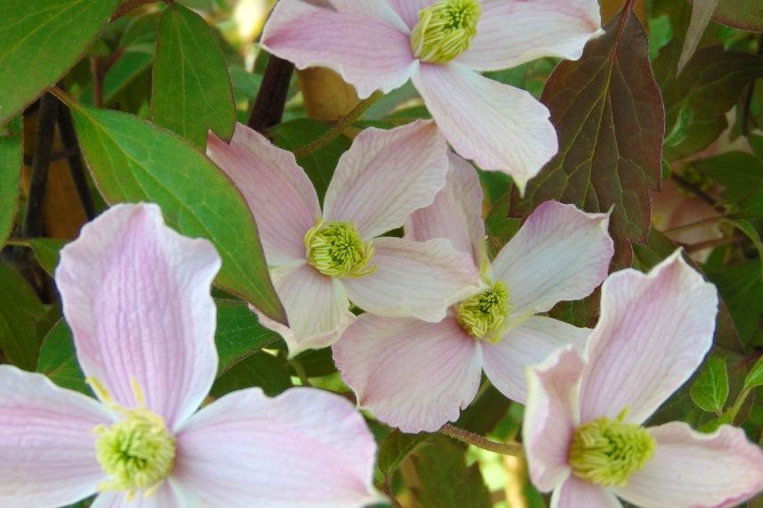 Les magnifiques fleurs semi-doubles de la Clematis montana ‘Rosebud’