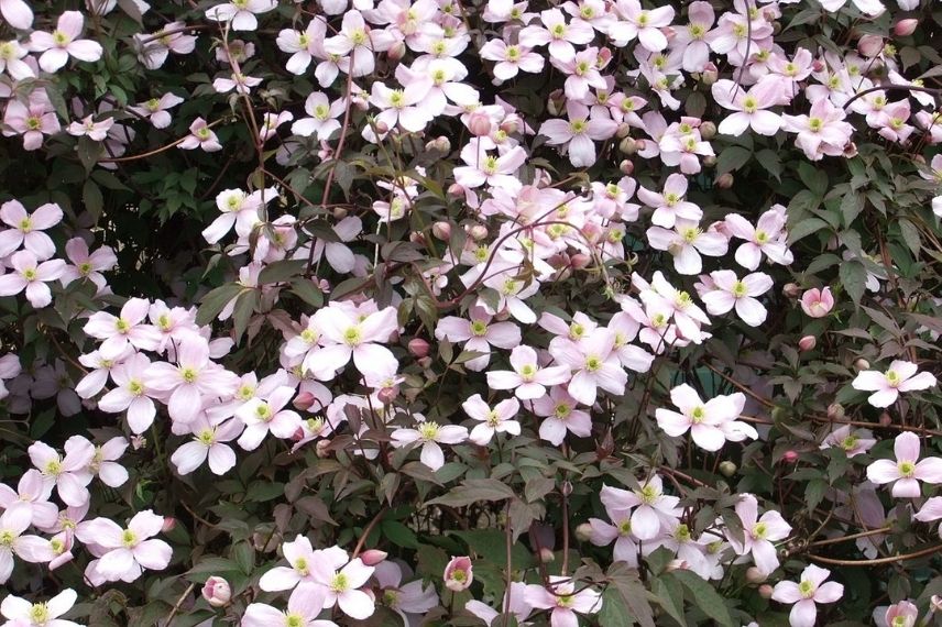 La plus connue des Clématites des montagnes, la Clematis montana ‘Rubens Superba’