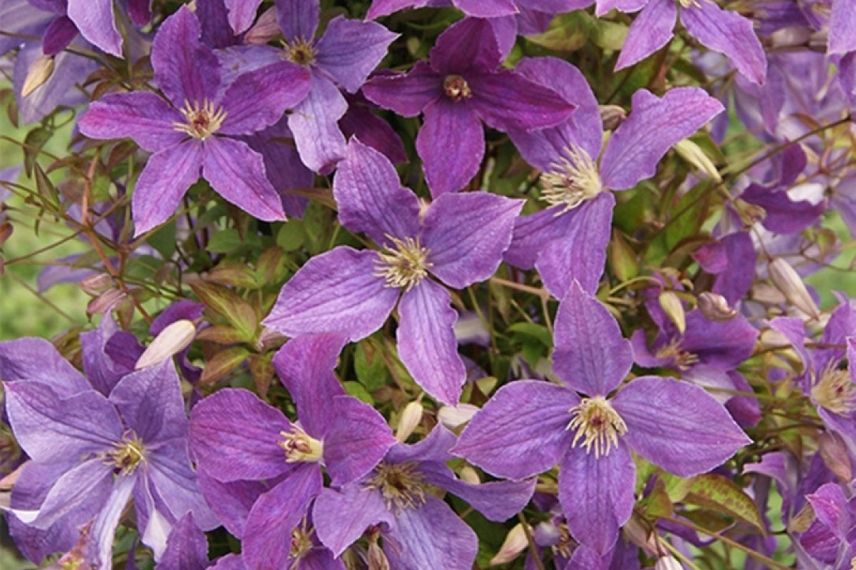 La clématite viticella ‘Sunny Sky’ aux couleurs violettes, avec un cœur jaune vert