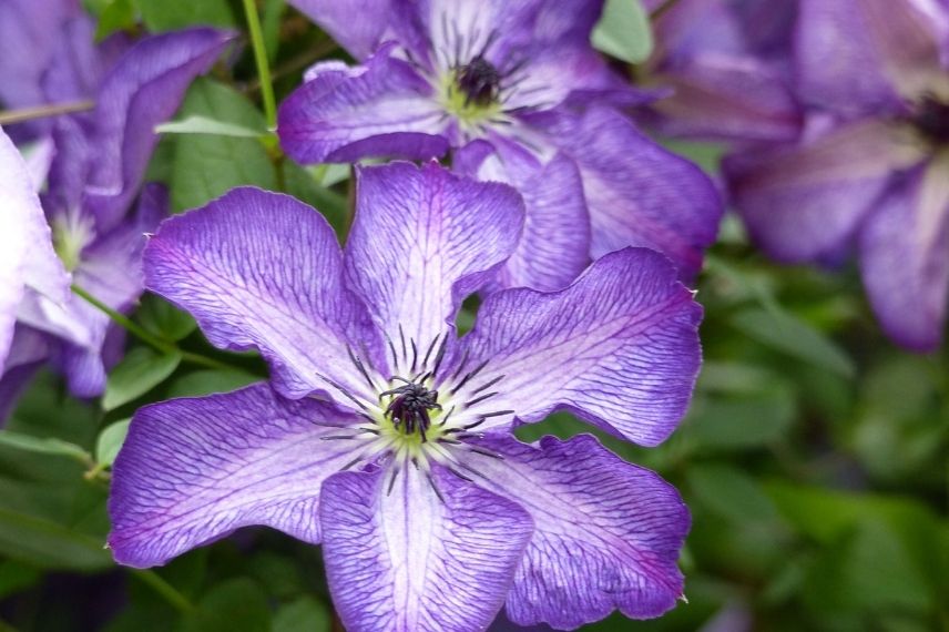 La Clématite viticella ‘Astra Nova’ au violet marqué d’une ligne médiane blanche et large