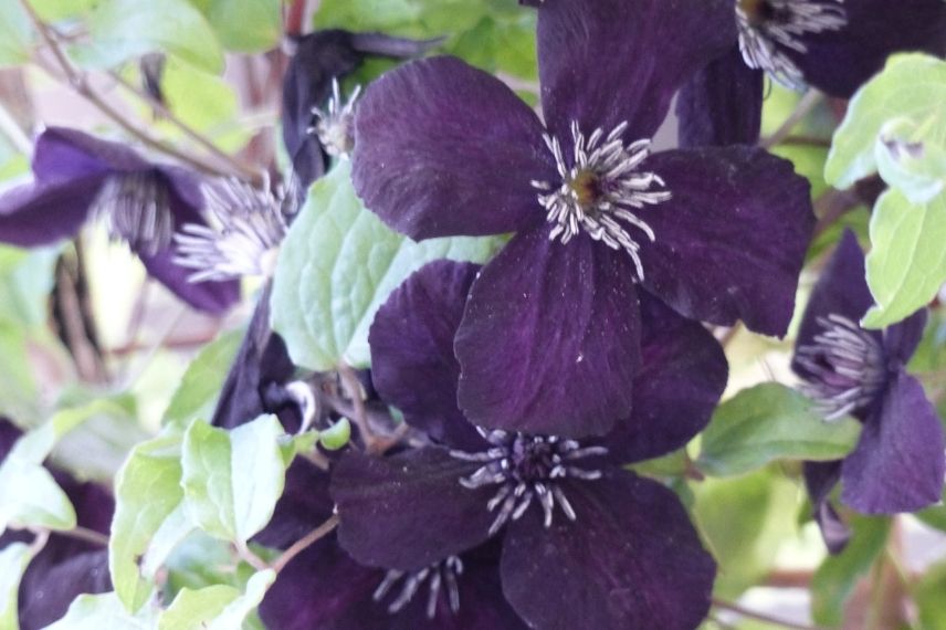 La clématite viticella ‘Dark Eyes’ au beau violet pourpre presque noir
