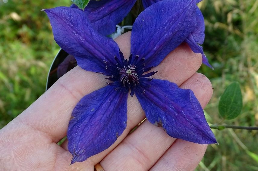 La Clématite viticella ‘Mon Amour’ et ses grandes fleurs bleu violacé intense.