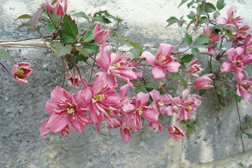 Le rose foncé des fleurs doubles de la Clematis montana ‘Broughton Star’
