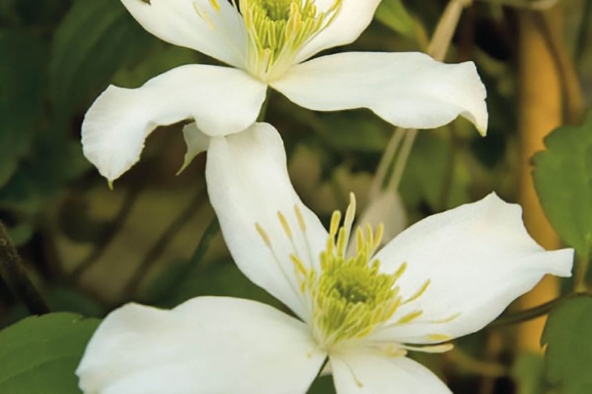 La floraison blanche de la Clematis montana ‘Wilsonii’