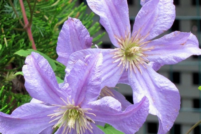 La Clématite viticella ‘Prince Charles’ avec ses fleurs bleu-mauve clair et satiné.