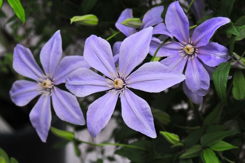 La Clématite viticella ‘Sugar Sweet’ avec ses fleurs étoilées à 6 pétales d’un bleu mauve argenté.