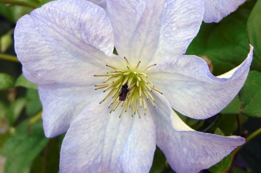 La Clématite viticella ‘Sea Breeze’ avec ses fleurs brillantes d’un bleu lavande.