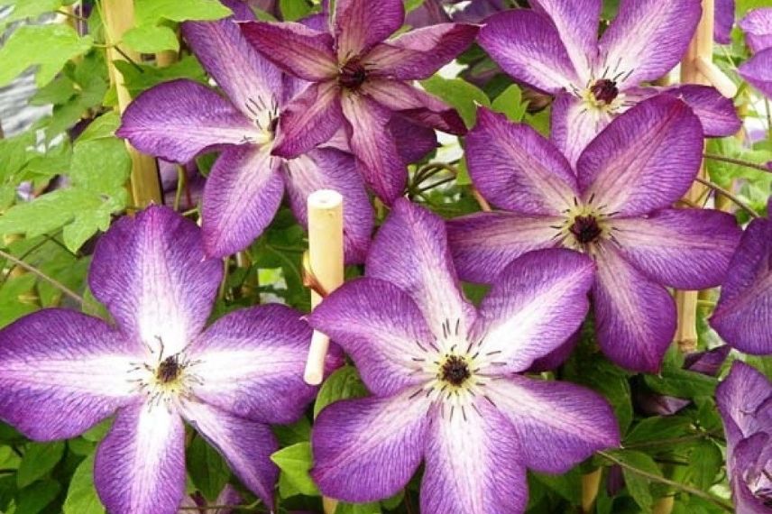 La Clématite viticella ‘Venosa Violacea’ d’un violet intense en bordure et veiné de blanc