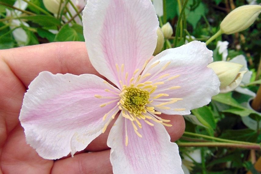 La Clematis montana ‘Giant Star’ aux grandes fleurs de 10 centimètres !