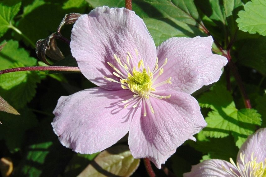 La rose et odorante Clematis Montana ‘Mayleen’