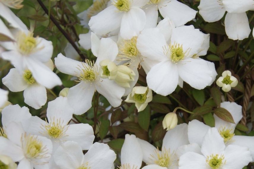 Le blanc immaculé des fleurs de la Clematis montana ‘Spring Joy’