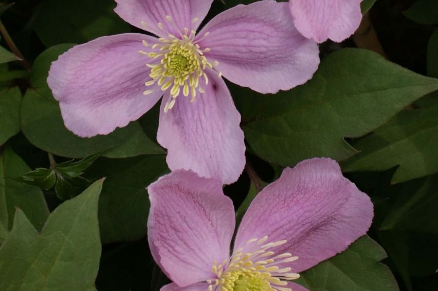 Les petites fleurs rose vif foncé de la Clematis montana ‘Tetrarose’