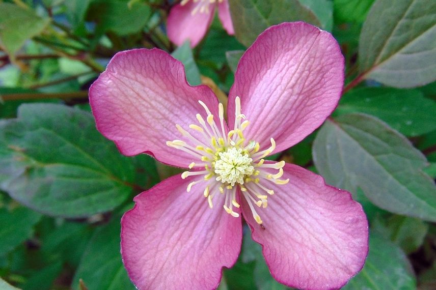 La rare, mais magnifique Clematis montana 'Van Gogh'