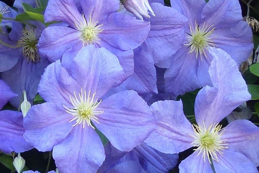 La Clématite viticella ‘Perle d’Azur’ et ses grandes fleurs bleu azur et violet