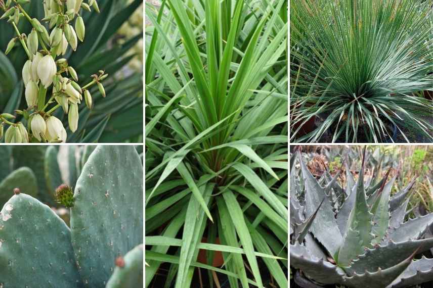 Associer la Cordyline, massif avec Cordyline, association Cordyline autres plantes