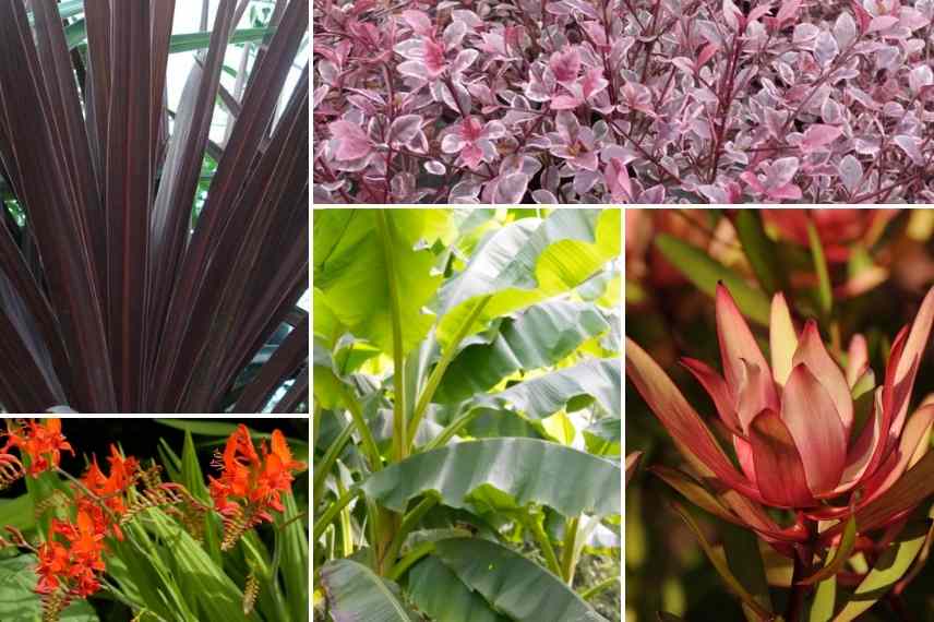 Associer la Cordyline, massif avec Cordyline, association Cordyline autres plantes