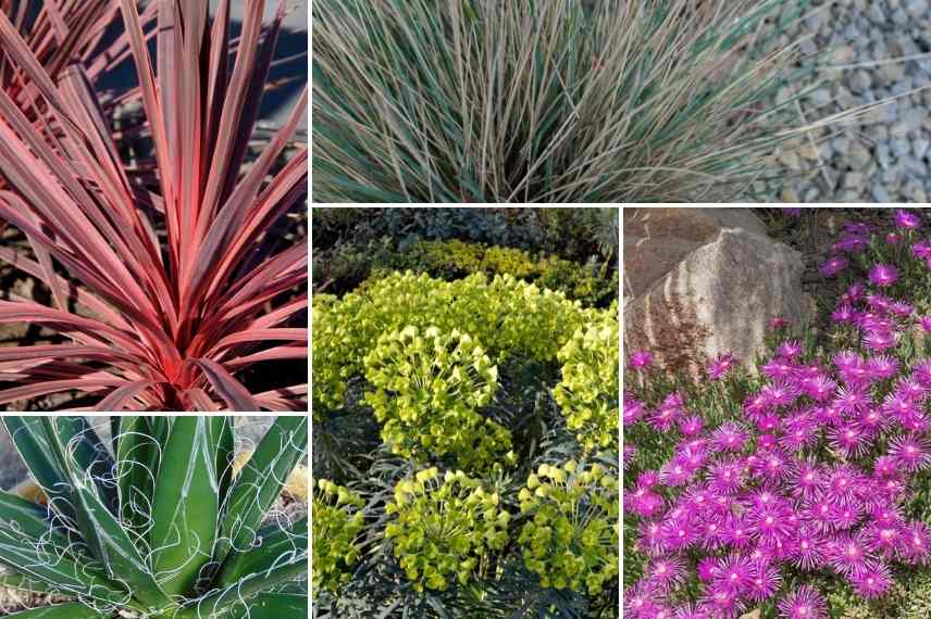 Associer la Cordyline, massif avec Cordyline, association Cordyline autres plantes