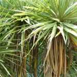 Associer la cordyline