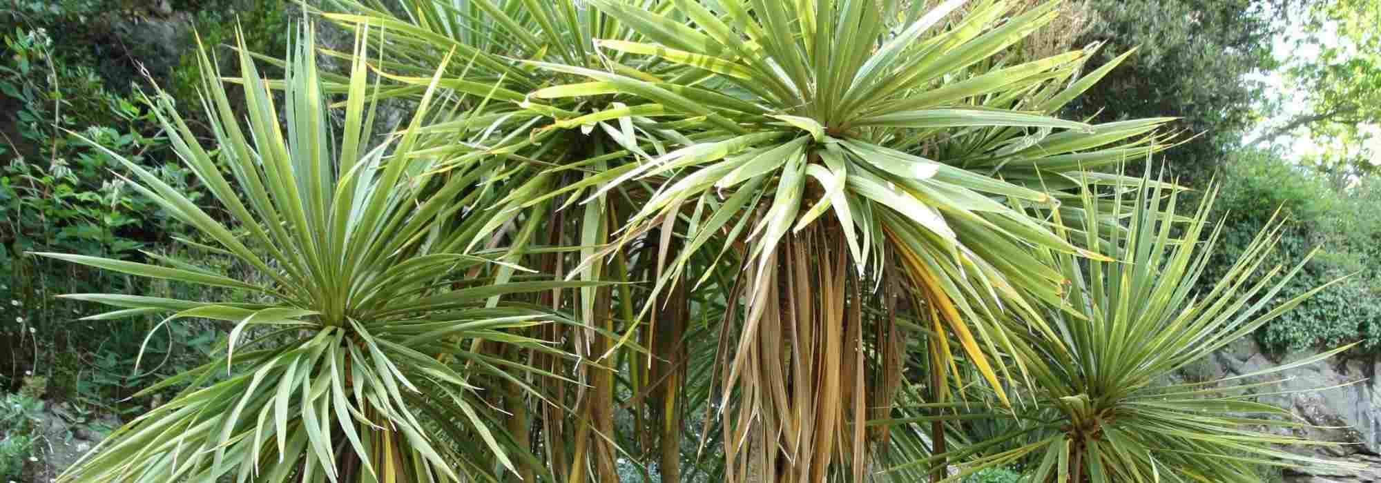 Associer la cordyline