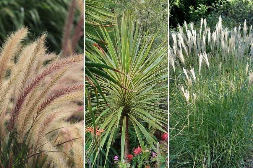 Associer la Cordyline, massif avec Cordyline, association Cordyline autres plantes