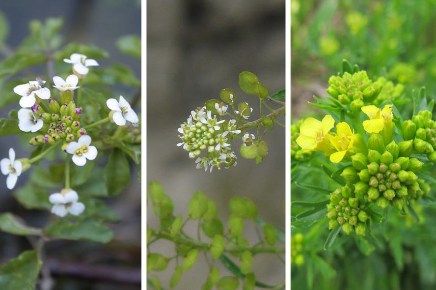 Nasturtium officinale | Lepidium sativum © Dinesh Valke – Flickr | Barbarea verna