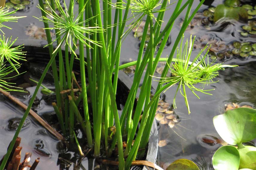 Cyperus papyrus