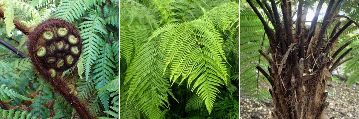 Le feuillage et le stipe de la fougère arborescente Dicksonia